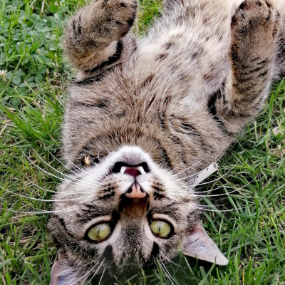 Edyta Cicharska - 10 - Kot